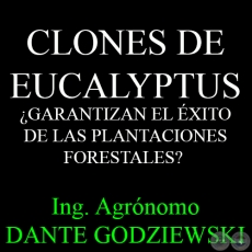 CLONES DE EUCALYPTUS GARANTIZAN EL XITO DE LAS PLANTACIONES FORESTALES? - Ing. Agrnomo DANTE GODZIEWSKI