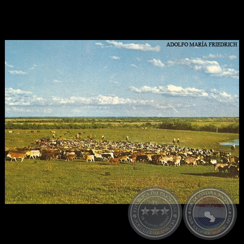 RODEO EN UN CAMPO DE GANADERA - MISIONES - PARAGUAY - Foto de ADOLFO MARA FRIEDRICH