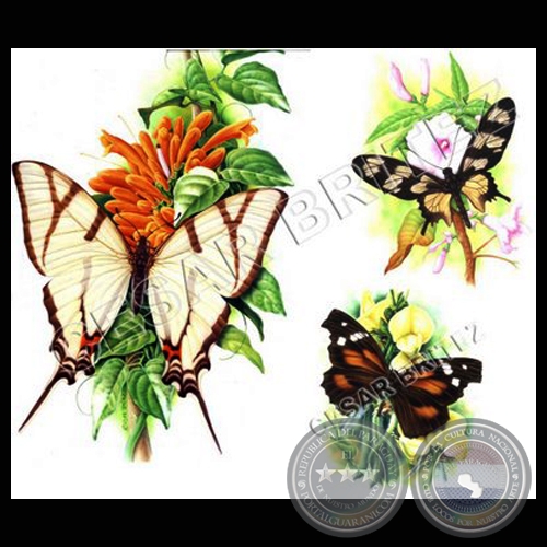 MARIPOSAS