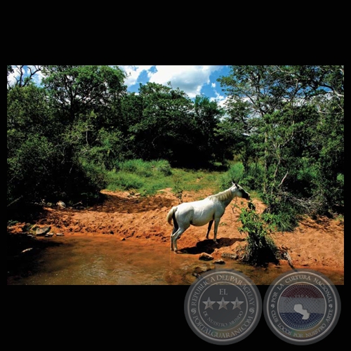 CABALLO SALVAJE, 2008 - Fotografa de FRANCENE KEERY PLANAS