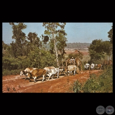 ALZAPRIMAS EN UNA CARRETERA DEL ALTO PARAN - Foto de ADOLFO MARA FRIEDRICH