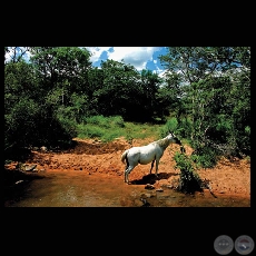 CABALLO SALVAJE, 2008 - Fotografa de FRANCENE KEERY PLANAS