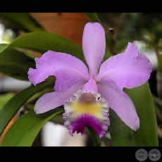 FLOR - Fotografa de Rafael Urzua