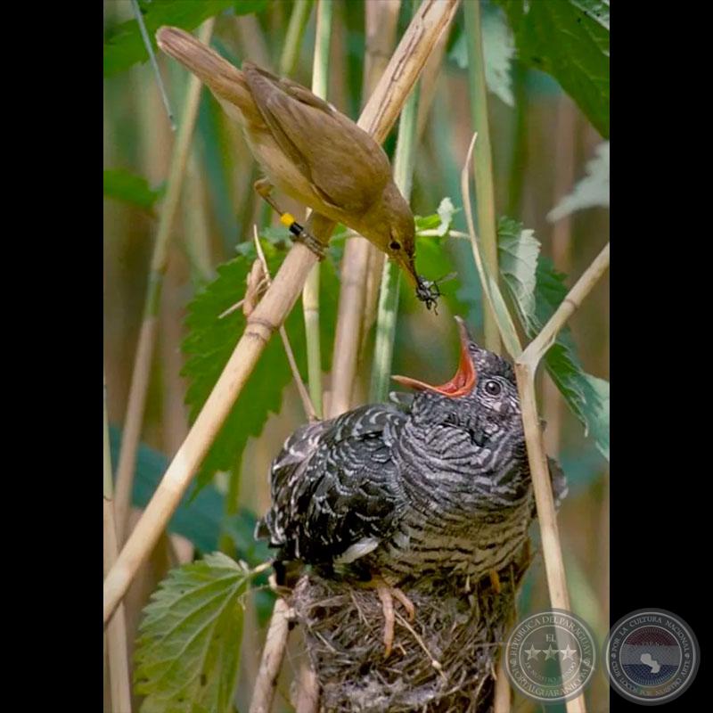 El VIVO VIVE DEL ZONZO. ¿Y EL ZONZO DE SU TRABAJO? - Por ANÍBAL ROMERO SANABRIA