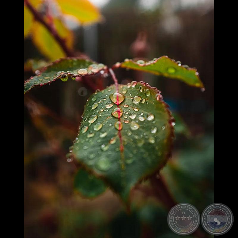 SE TE PARECE - Por ANÍBAL ROMERO SANABRIA