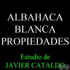 ALBAHACA BLANCA - PROPIEDADES - Estudio de JAVIER CATALDO