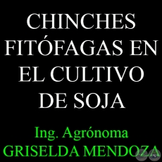CHINCHES FITFAGAS EN EL CULTIVO DE SOJA - Por Ing. Agr. GRISELDA MENDOZA