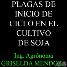 PLAGAS DE INICIO DE CICLO EN EL CULTIVO DE SOJA - Por Ing. Agr. GRISELDA MENDOZA