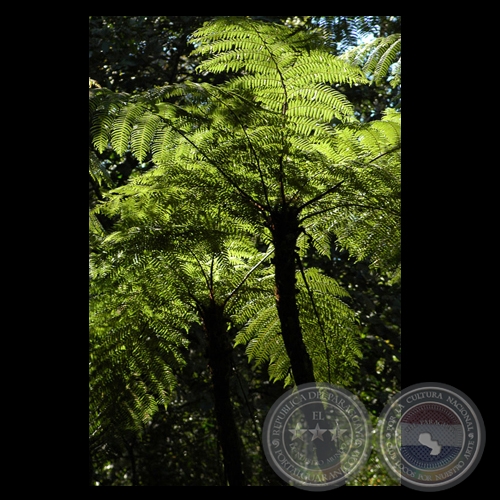 HELECHO GIGANTE CARAPA - Fotografías de FERNANDO ALLEN