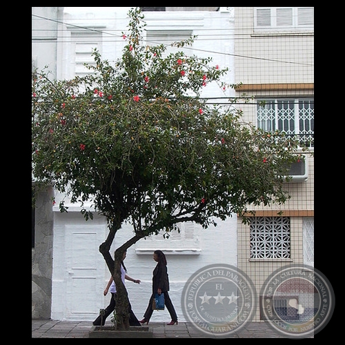 CASA ENYESADA PORTO ALEGRE, 2005 - Intervención de BETTINA BRIZUELA