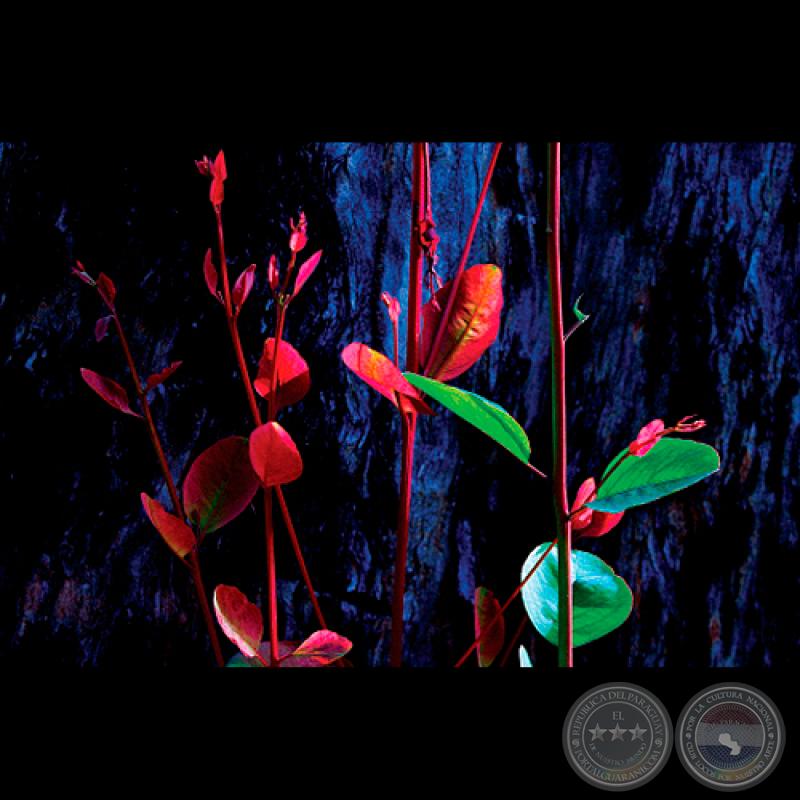 BAJO LA SOMBRA - Fotografía de FRANCENE KEERY PLANAS