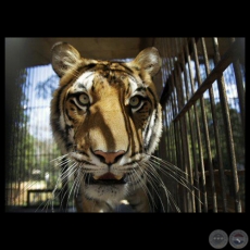 TIGRE, 2012 - AP PHOTO / JORGE SÁENZ