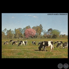 GANADO HOLANDO - SAN LORENZO - PARAGUAY - Foto de ADOLFO MARÍA FRIEDRICH