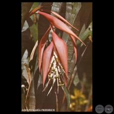 BILBERGIA ZEBRINA - SELVAS DE ITAPA - Foto de ADOLFO MARA FRIEDRICH