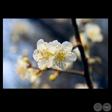 FLOR DE CEREZO - Fotografía de FERNANDO ALLEN