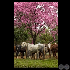 CABALLOS DE POLO Y ARBOL DE LAPACHO ROSADO - Fotografía de Fernando Allen