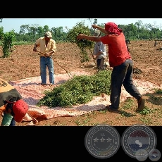 STEVIA - BLOOMBERG NEWS - Photographer: Carlos Bittar - Ao 2008