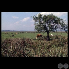 FAUNA - Fotografas de CARLOS BITTAR