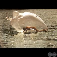 MBOI PIRÉ - Exposición IMPURO - 15 al 31 Julio de 2008