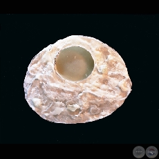 CONTEMPLATUM (Detalle-ojos) - Obra de Nélida Mendoza