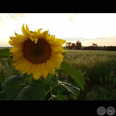 MI PARAGUAY PROFUNDO (Exposición) - Año 2009