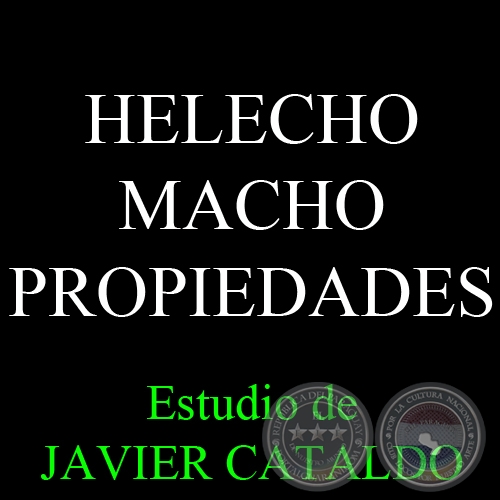 HELECHO MACHO - PROPIEDADES - Estudio de JAVIER CATALDO