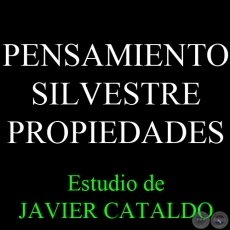 PENSAMIENTO SILVESTRE - PROPIEDADES - Estudio de JAVIER CATALDO