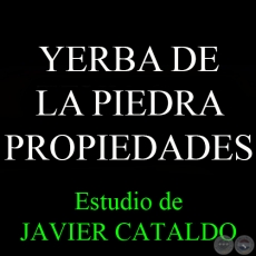 YERBA DE LA PIEDRA - PROPIEDADES - Estudio de JAVIER CATALDO