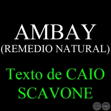 AMBAY (REMEDIO NATURAL) - Texto de CAIO SCAVONE