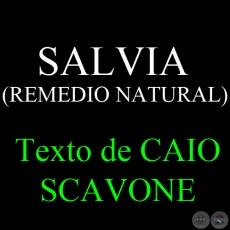 SALVIA (REMEDIO NATURAL) - Texto de CAIO SCAVONE
