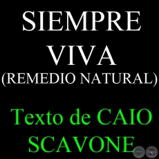 SIEMPRE VIVA (REMEDIO NATURAL) - Texto de CAIO SCAVONE